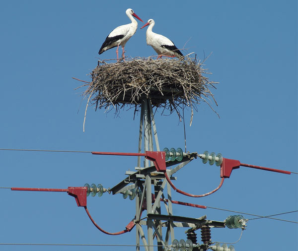 cigogne-blanche-23.jpg
