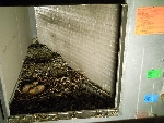 Nid de pigeon dans un climatiseur Carrier proposé par spv49