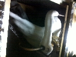 prise en glace distributeur sur gainable Trane: cause buse bouchée proposé par agfroid